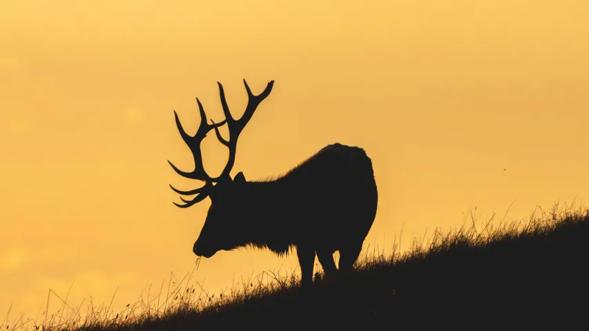 BIM Is Not a Model: It’s a Series of Intentional Lies Told at Different Times